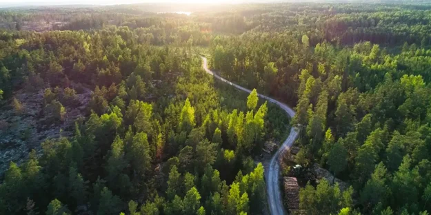 Hållbarhetscertifierad skog