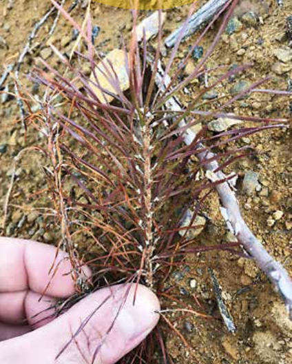 Så här ser en planta i vinterfärg ut. Jämför den med plantan till vänster som är död Så här ser en planta i vinterfärg ut. Jämför den med plantan till vänster som är död